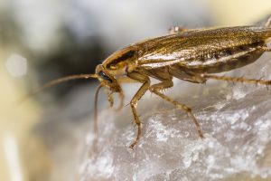 cockroach control